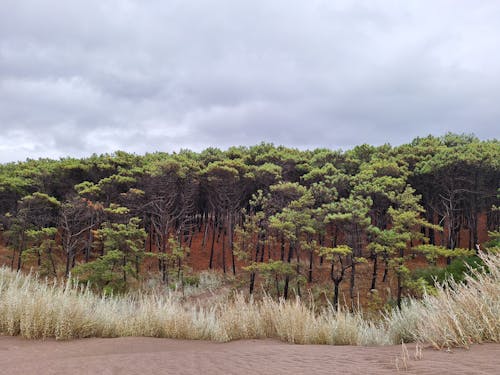 Ilmainen kuvapankkikuva tunnisteilla luonto, metsä, pilvi