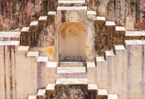 A dog laying on the stairs of a stepwell