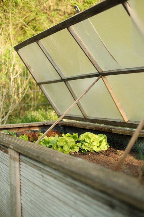 raised garden bed