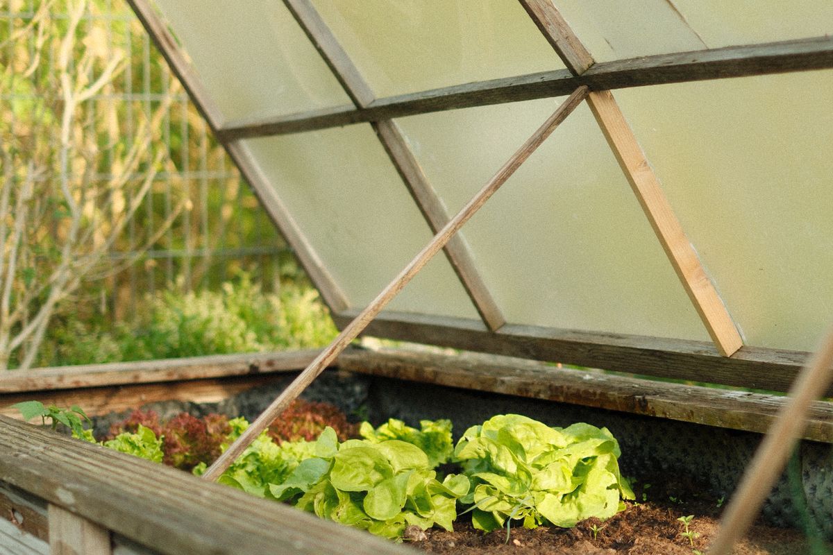 Lettuce growing in a raised garden bed
