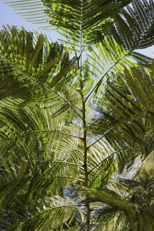 Foto profissional grátis de árvore, ecológico, folhas