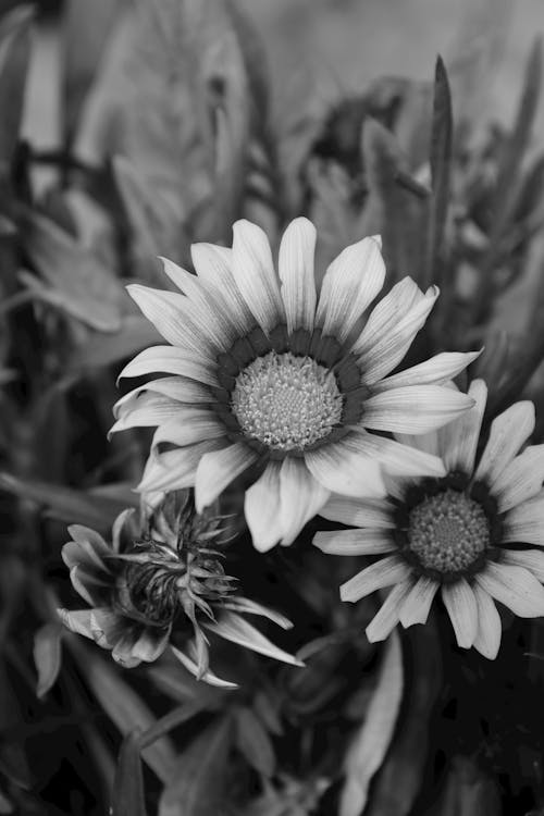 Foto d'estoc gratuïta de blanc i negre, enfocament selectiu, flors