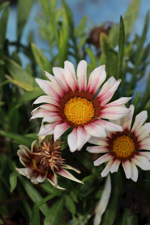 Foto profissional grátis de flores, flores do tesouro, foco seletivo