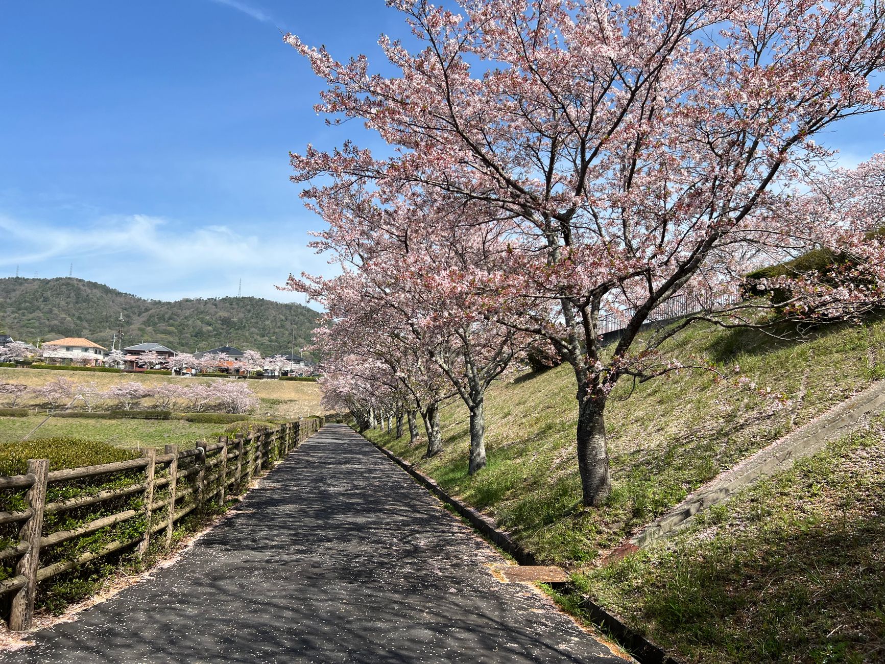 Top 7 Sakura Spots in Japan Away From Tokyo Crowds