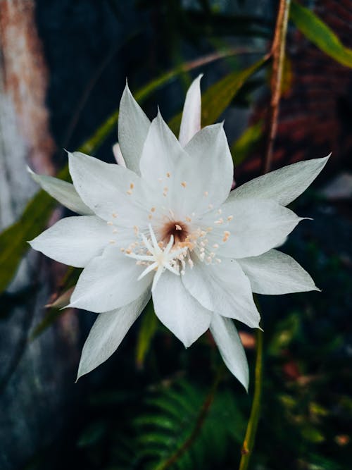 Kostenloses Stock Foto zu blätter, blumen, blütenblätter