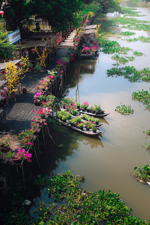 Ingyenes stockfotó cserepes növények, csónakok, dekoratív témában