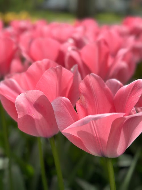 Kostnadsfri bild av blommor, blomning, rabatt