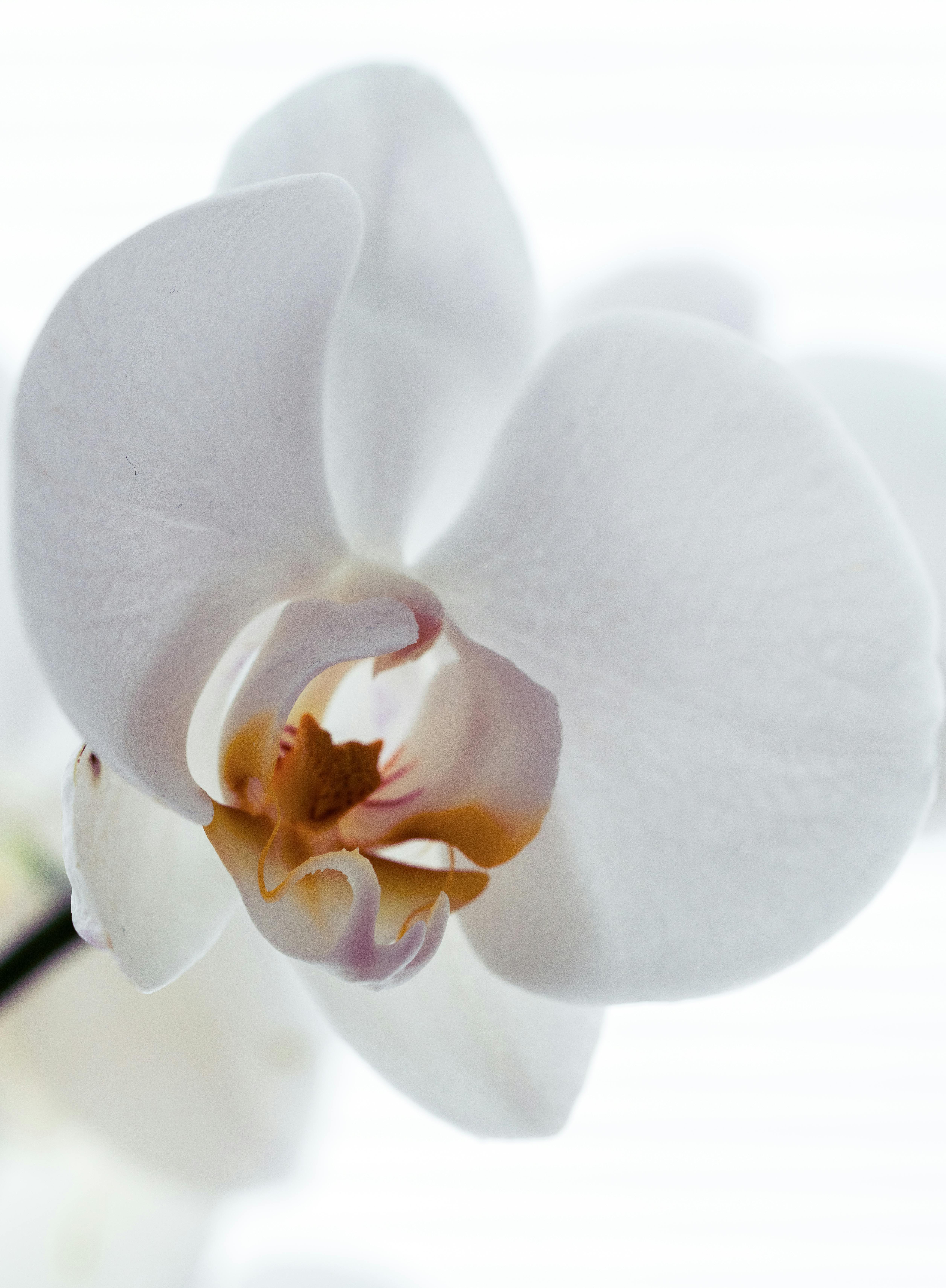 Beautiful close-up of a white orchid with detailed petals on a white background.