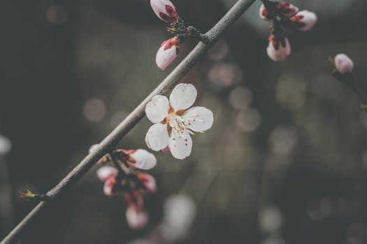 特写一张盛开的樱花树枝，背景柔和，捕捉自然之美