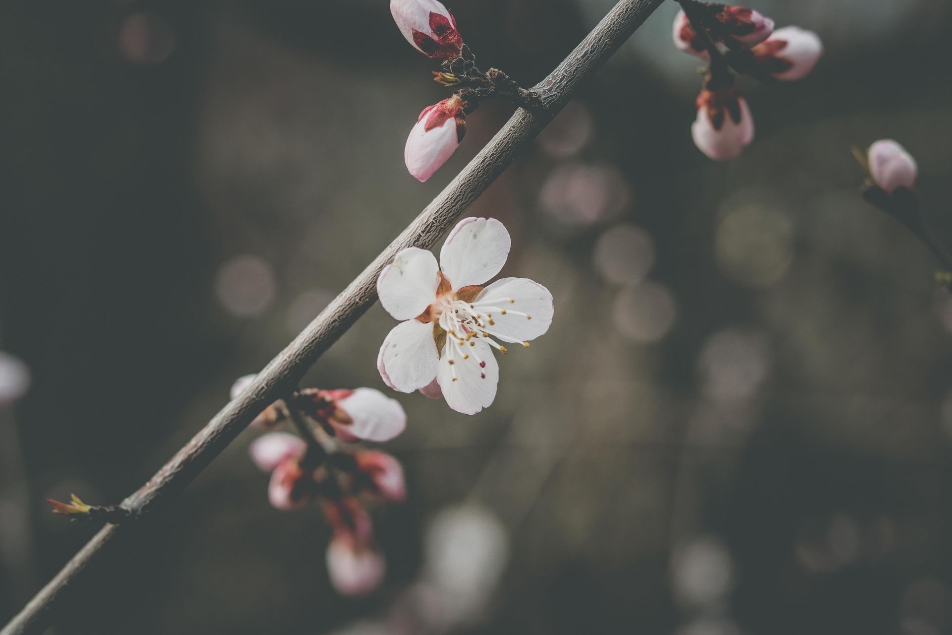 A close-up of a blooming cherry blossom branch with a soft background, capturing nature's beauty.