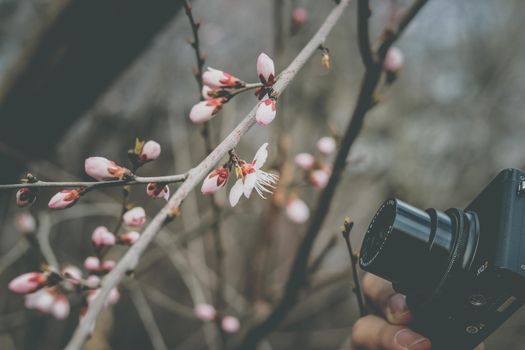 A close-up image of a blooming twig being photographed, highlighting nature's delicate beauty.