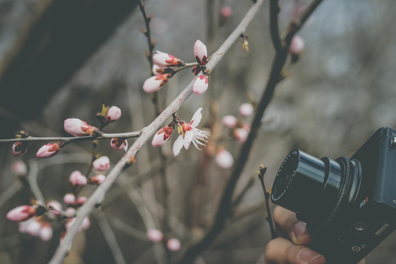 a close up image of a blooming twig being photographed highlighting na