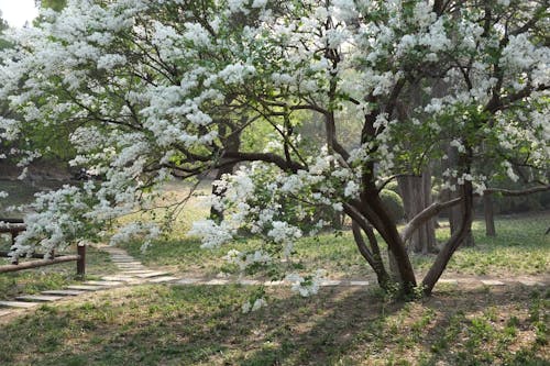 คลังภาพถ่ายฟรี ของ ชนบท, ดอกไม้สีขาว, ต้นแอปเปิ้ล