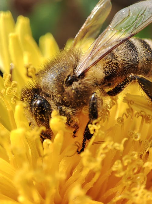 Безкоштовне стокове фото на тему «Бджола, вертикальні постріл, жовта квітка»