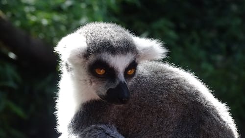 A lemur with yellow eyes and black fur