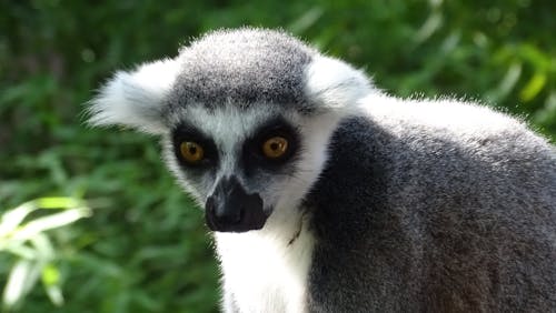 A close up of a lemur with yellow eyes