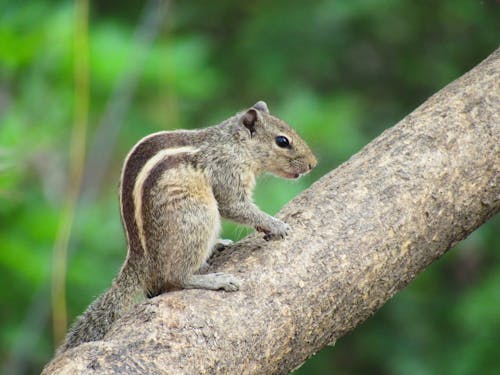 a squirrel sitting on a tree branch 