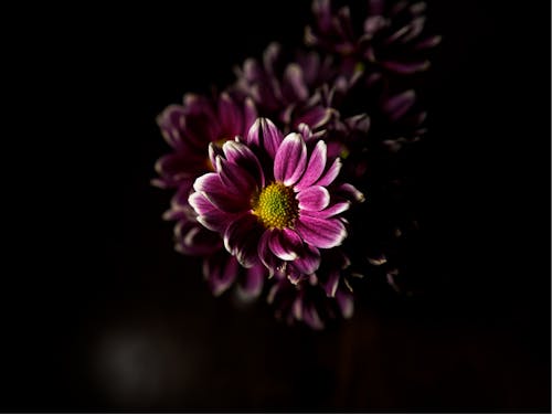 분홍색, 아름다운 꽃, 어두운 배경의 무료 스톡 사진