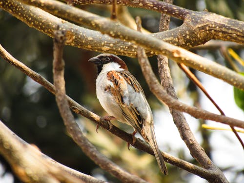 old world sparrow