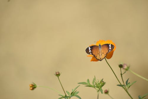 Photos gratuites de arrière-plan jaune, champ, fleurs