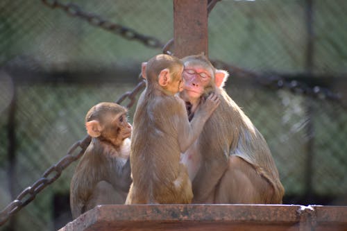Gratis stockfoto met aap, apen, baby