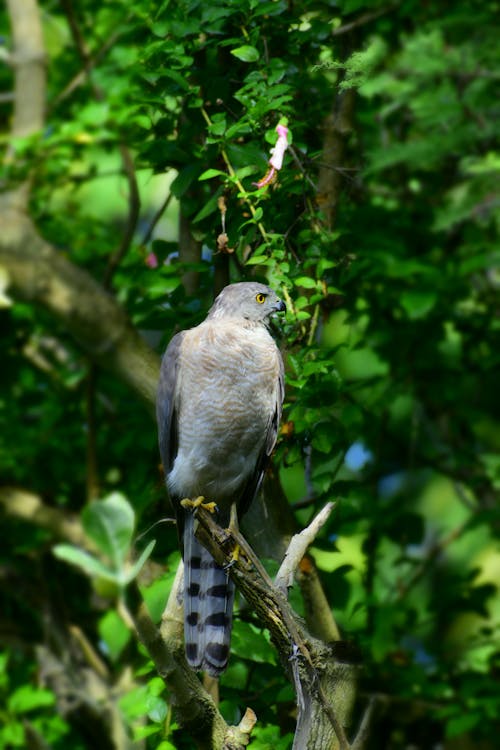 A bird perched on a branch in the middle of a forest