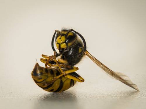 Wasp