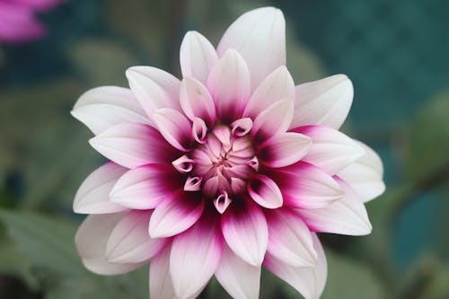 Free Blloming Dahlia Stock Photo