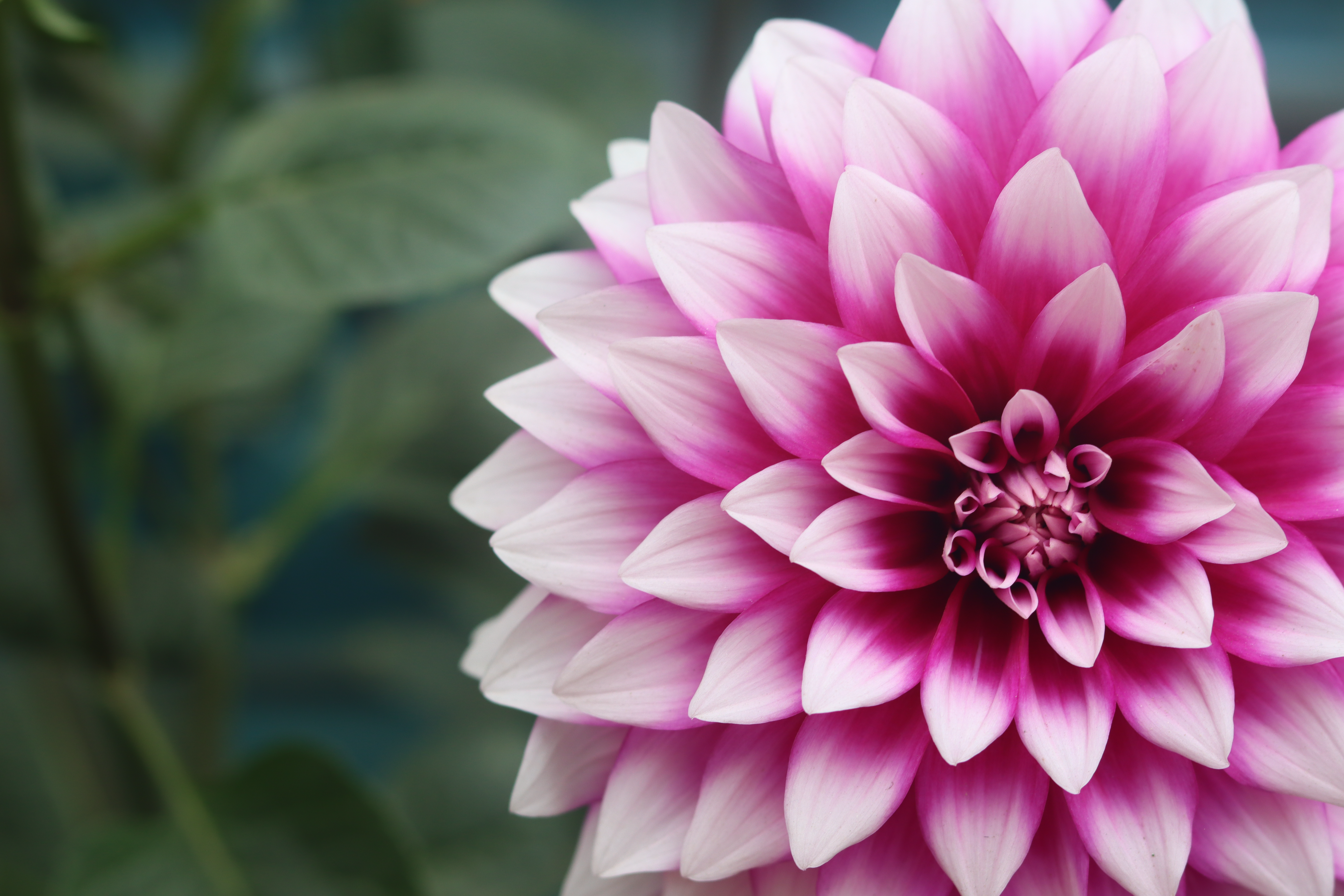 Close-up of a Pink Dahlia · Free Stock Photo