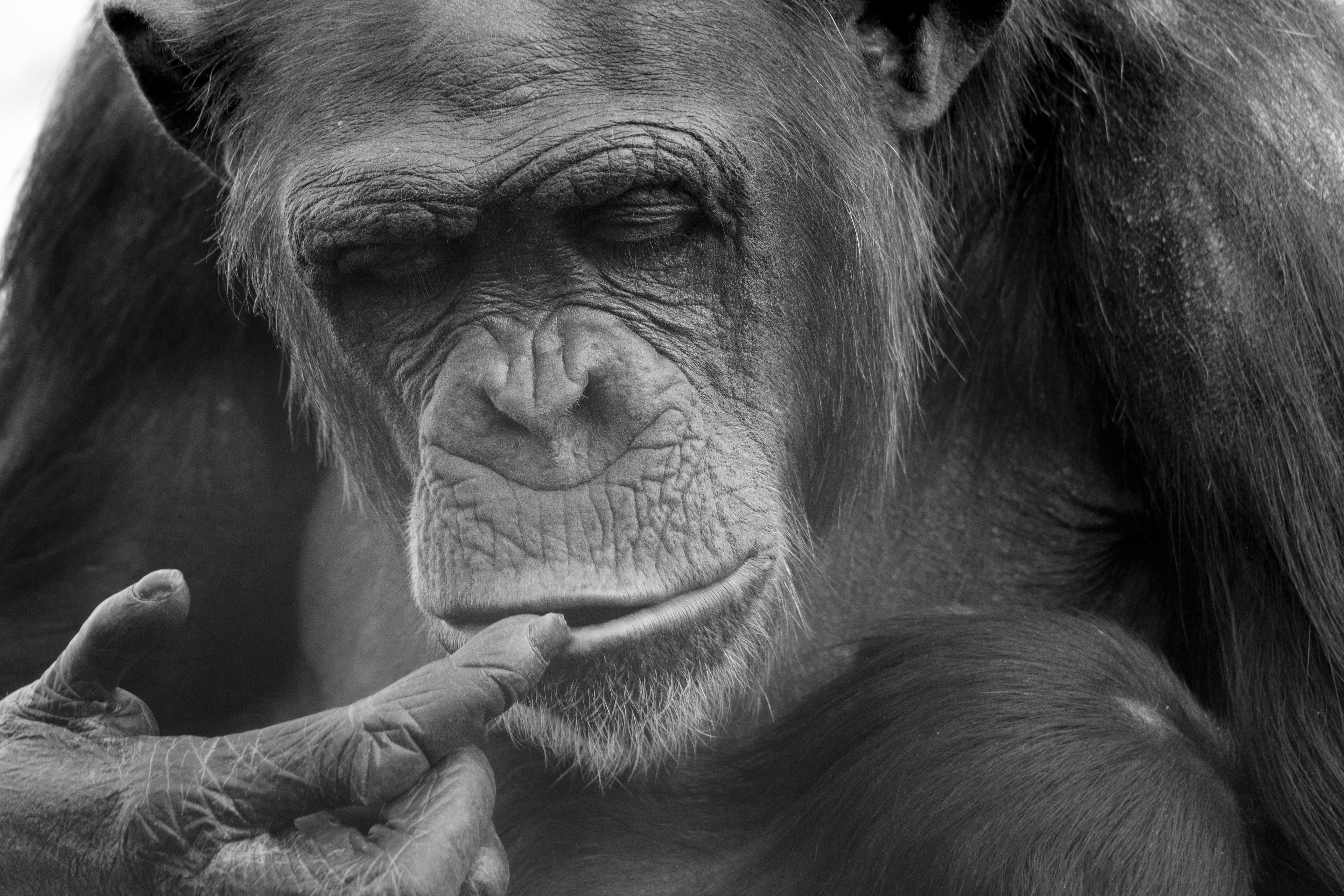 Black and White Close-up Photo of a Chimpanzee · Free Stock Photo