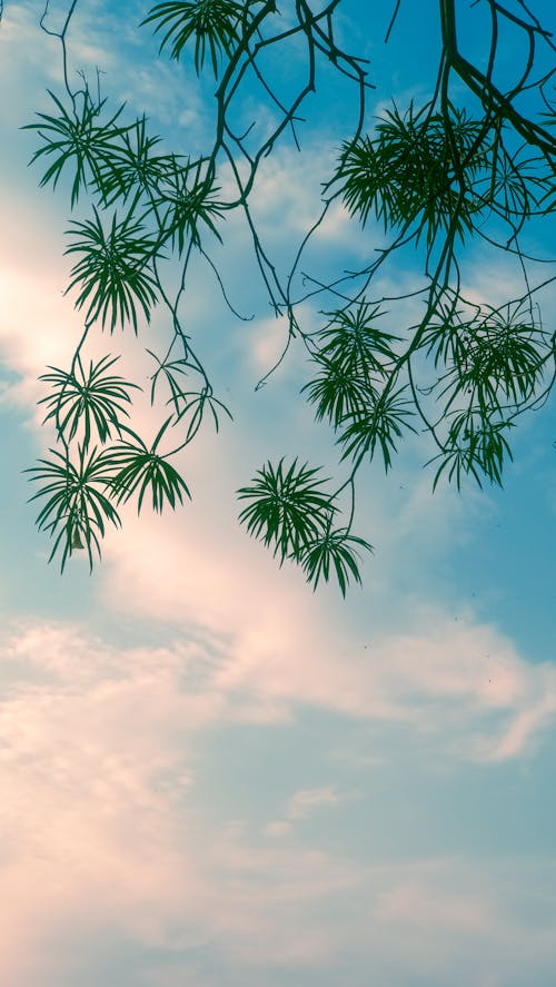A picture of a tree branch with clouds in the sky