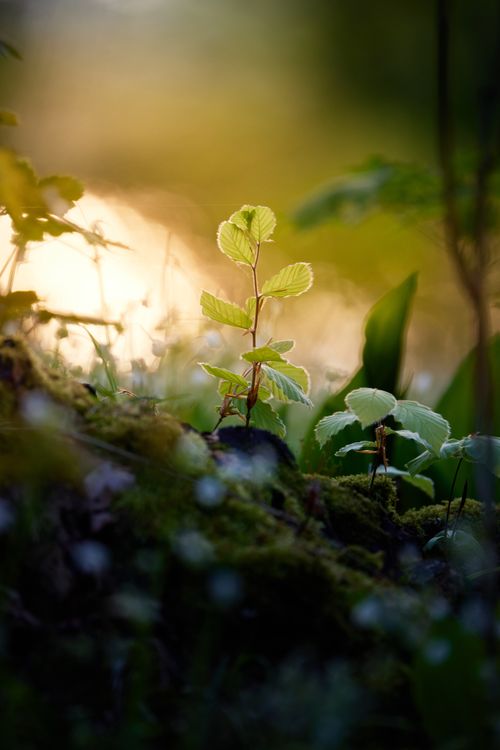Free A serene close-up of young green plants and moss bathed in warm sunset light. Stock Photo