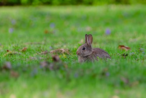 Free A wild rabbit sits in a green meadow in Salzgitter, Germany, surrounded by grass and flowers. Stock Photo