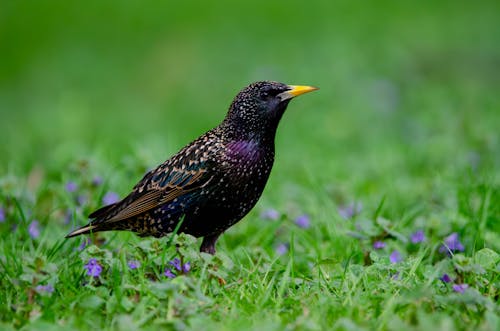 Kostenloses Stock Foto zu amsel, blatt, draußen