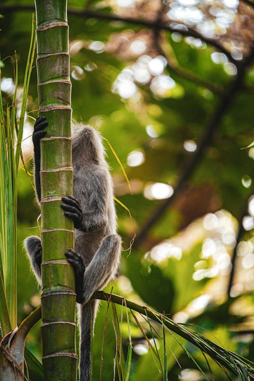 A monkey is climbing up a tree with leaves