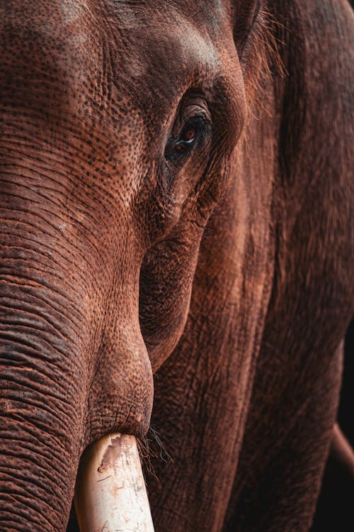 A close up of an elephant with tusks