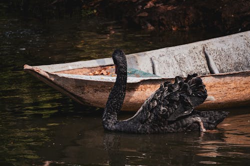 Безкоштовне стокове фото на тему «вода, дика природа, дикий»