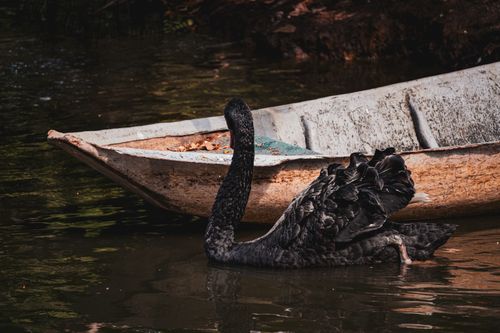 Free A serene black swan swimming near a rustic boat on a quiet lake under warm lighting. Stock Photo