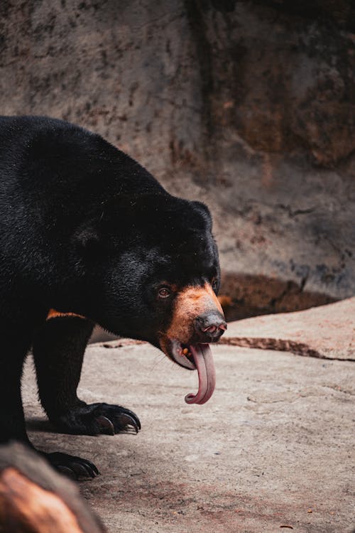 側面圖, 動物, 動物園 的 免费素材图片