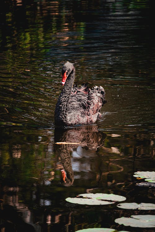 Kostenloses Stock Foto zu baden, reflektierung, schwan