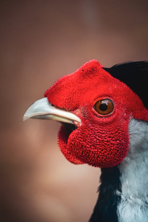 açık hava, egzotik, gaga içeren Ücretsiz stok fotoğraf