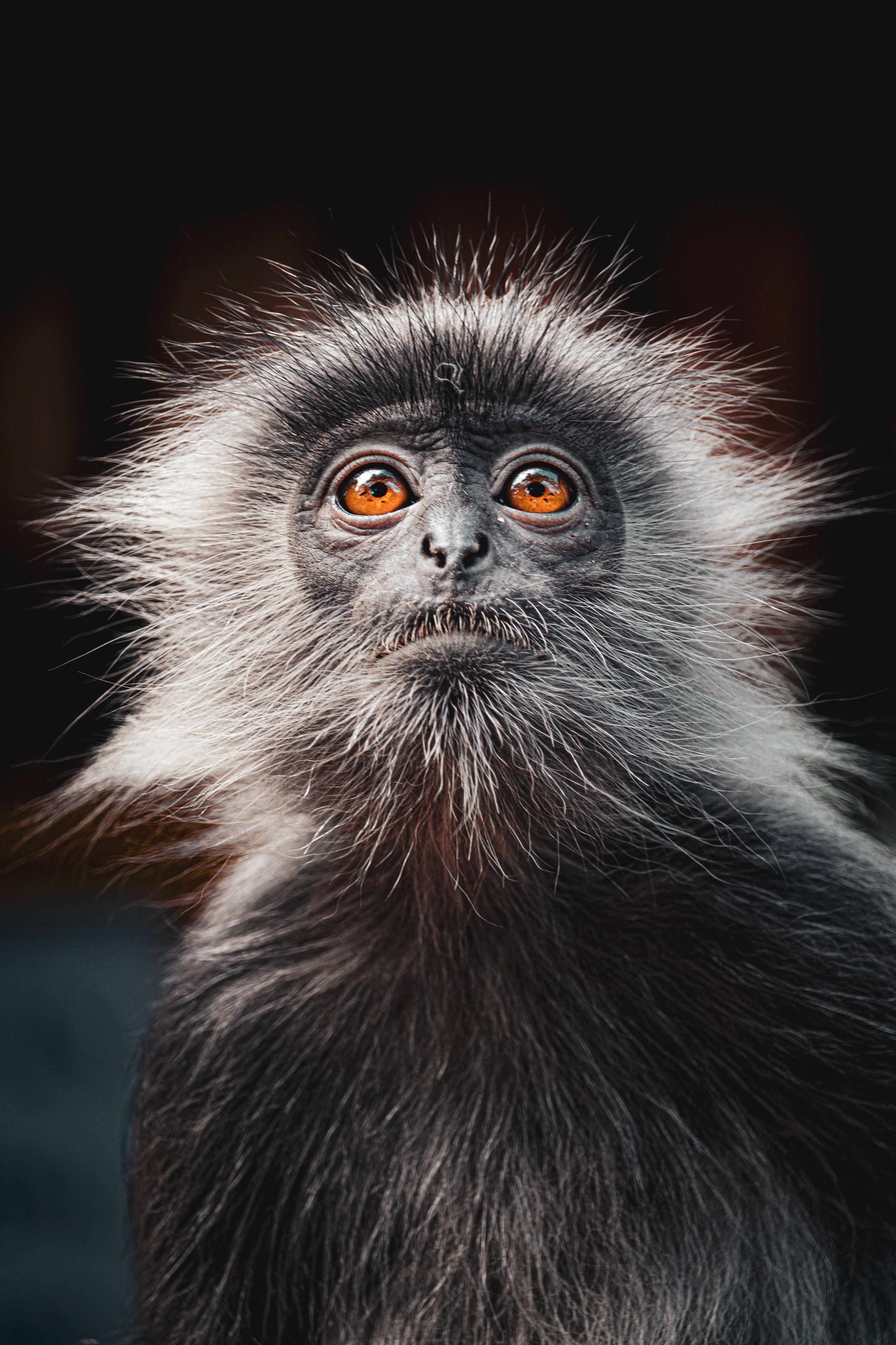 Detailed close-up portrait of a silvered leaf monkey with striking orange eyes and spiky hair.