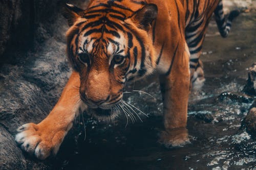 Free A tiger walking through water in a zoo Stock Photo