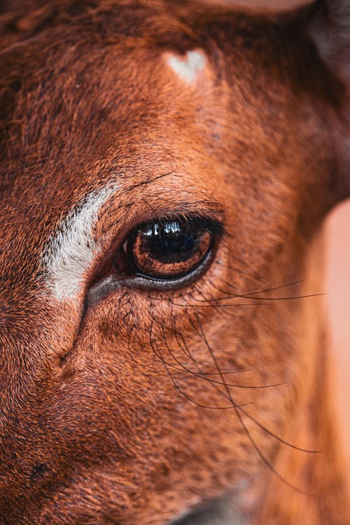 A close up of a deer's eye