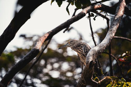 Бесплатное стоковое фото с болотная птица, ветви, крупный план