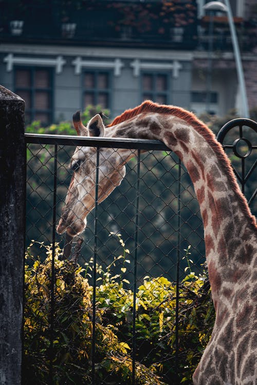 動物園, 垂直拍摄, 灌木 的 免费素材图片