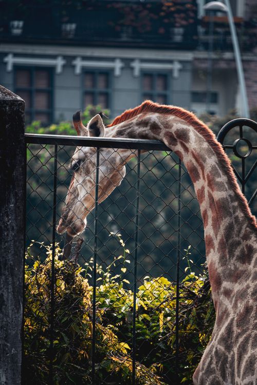 Free A giraffe stretches its neck over a fence in a zoo, surrounded by leafy shrubs in daylight. Stock Photo