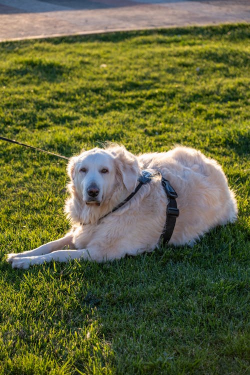 Foto profissional grátis de animal, animal de estimação, cachorro