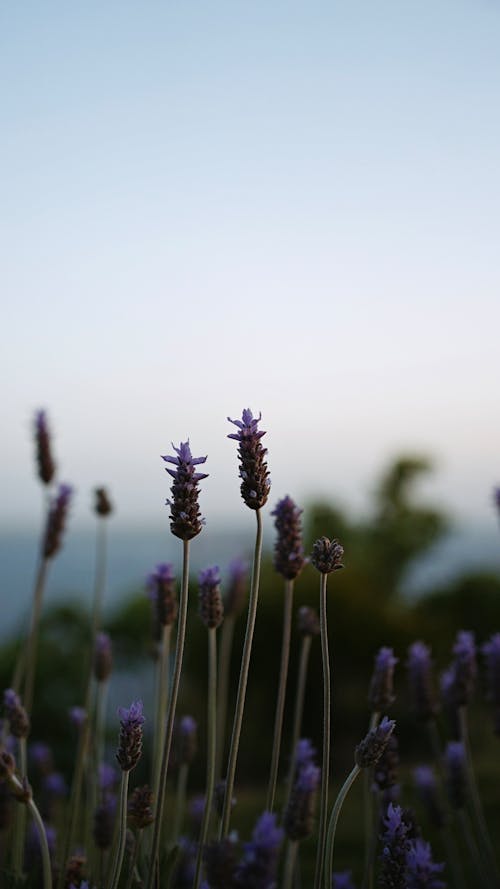 Free Lavender flowers in the foreground of a field Stock Photo