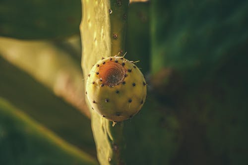A cactus plant with a yellow and black seed